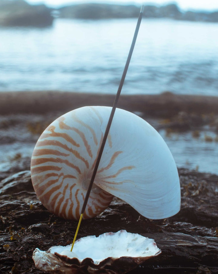 Incense Gift Set incense stick standing beside seashell on rocky shoreline